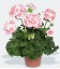 Pelargonium Zonale