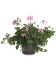 Pelargonium peltatum