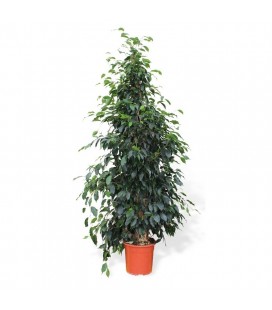 Ficus benjamina "Danielle"