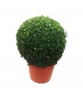 Buxus Sempervirens Bola