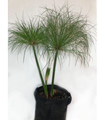 Cyperus Papyrus
